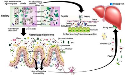 Sensorially accepted Mangifera indica and Myrciaria dubia yogurts with high ascorbic acid content